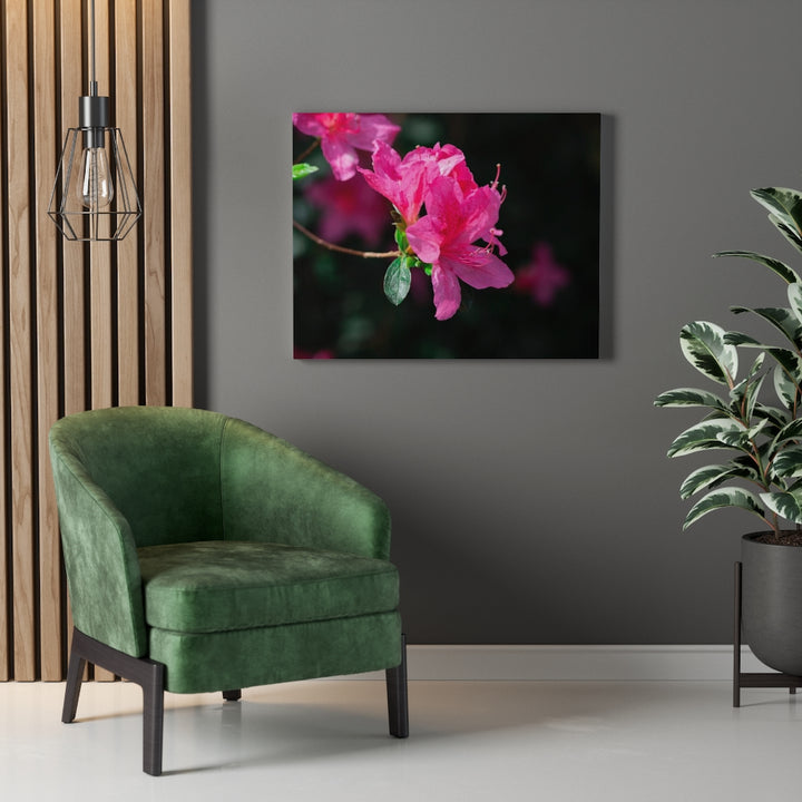 Standout Azalea - Canvas