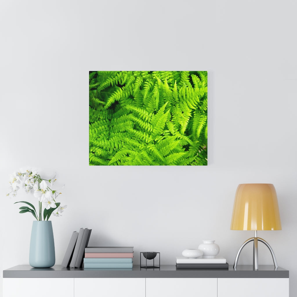 Ferns, Ferns, Ferns - Canvas