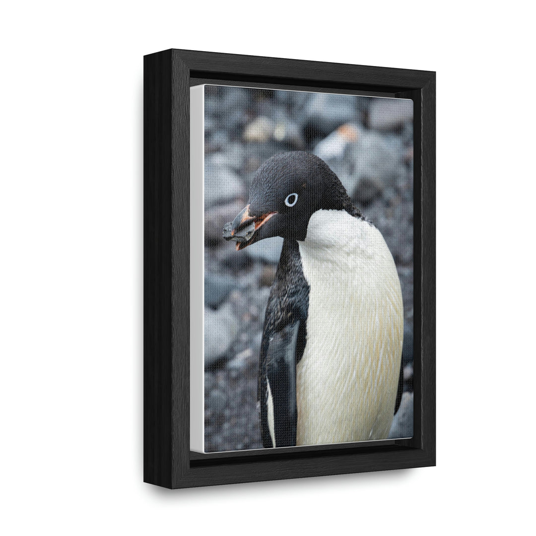 A Penguin's Pebble - Canvas with Frame