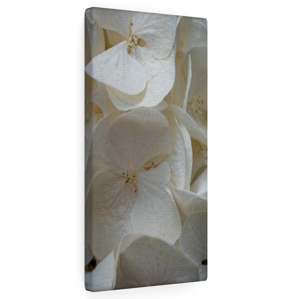 White Hydrangea Detail - Canvas