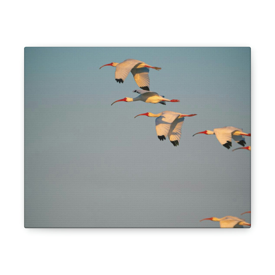 White Ibis in Flight - Canvas