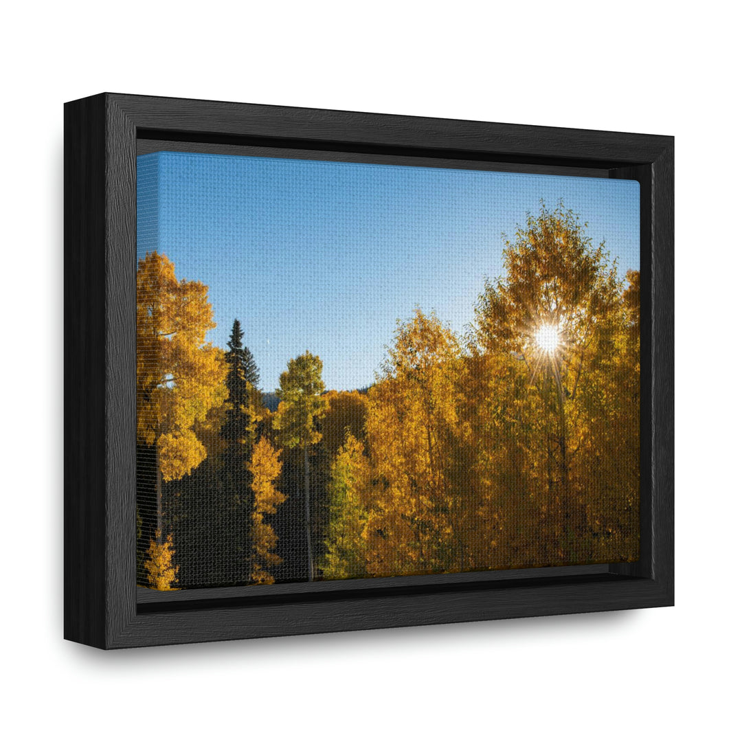 Sun Through the Aspens - Canvas with Frame