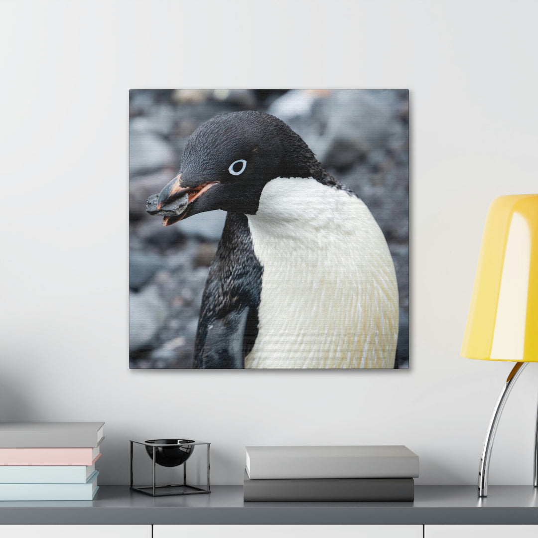 A Penguin's Pebble - Canvas