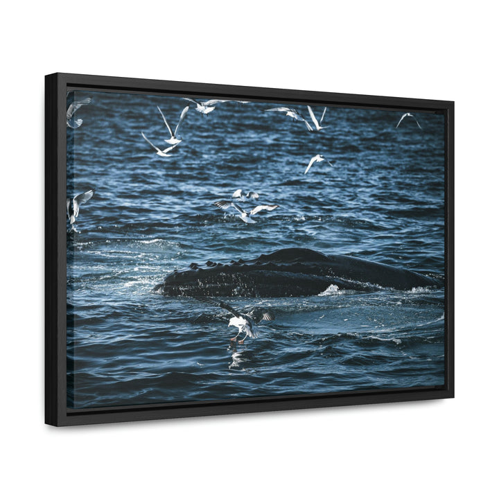 Humpback Hello - Canvas with Frame