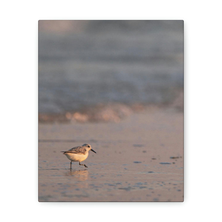 Sanderling in Soft Dusk Light - Canvas