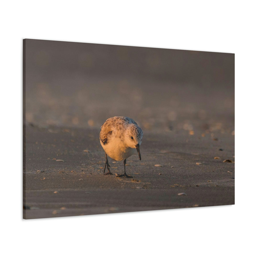 Feeding Sanderling - Canvas