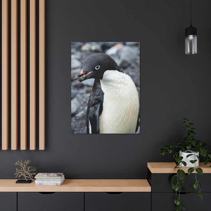 A Penguin's Pebble - Canvas