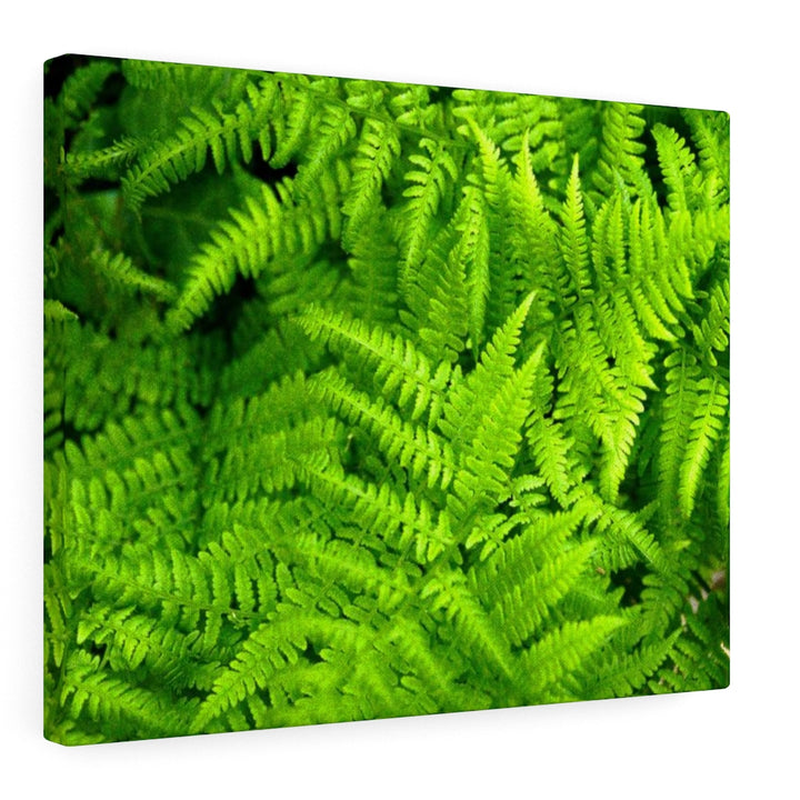 Ferns, Ferns, Ferns - Canvas