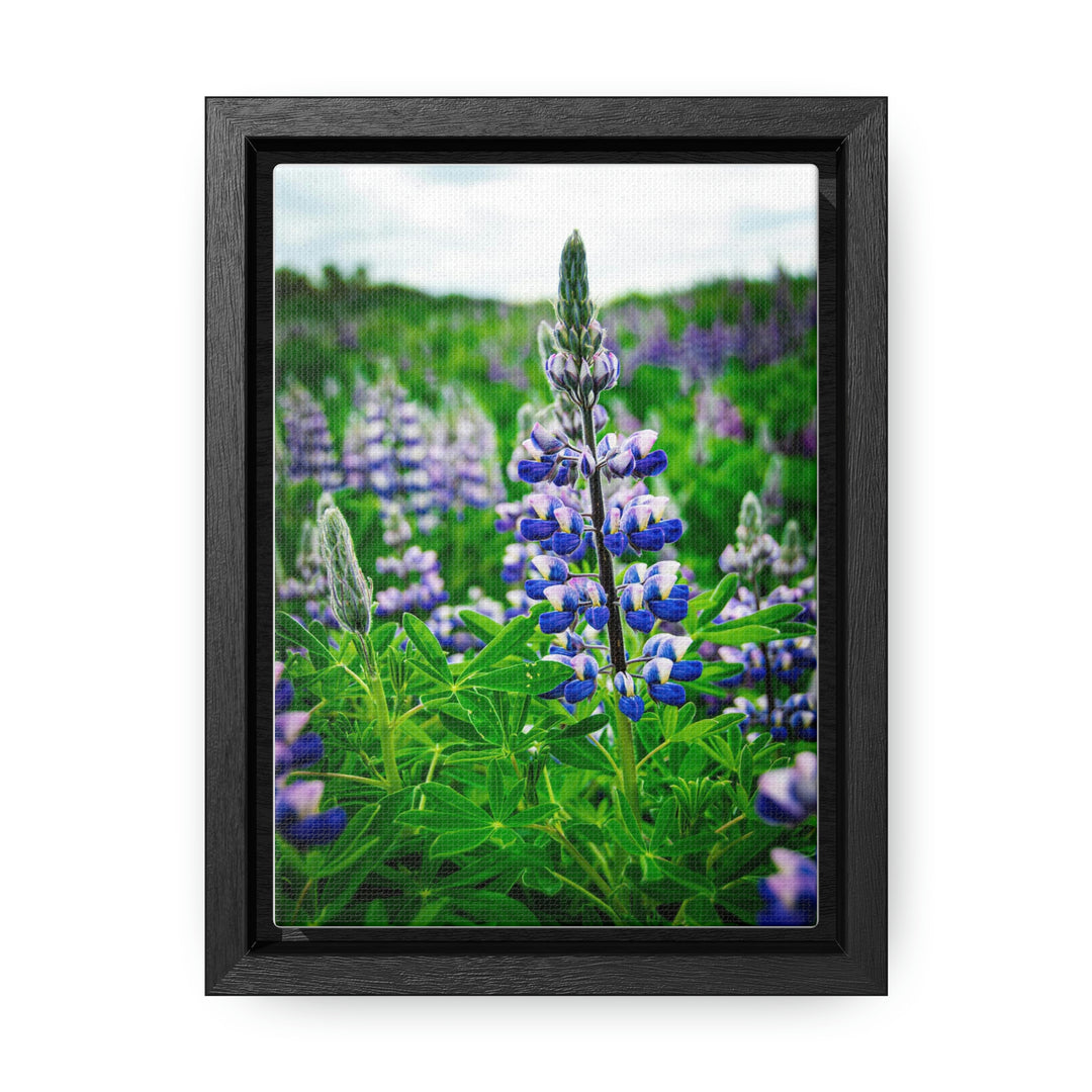 Glowing Lupin - Canvas with Frame