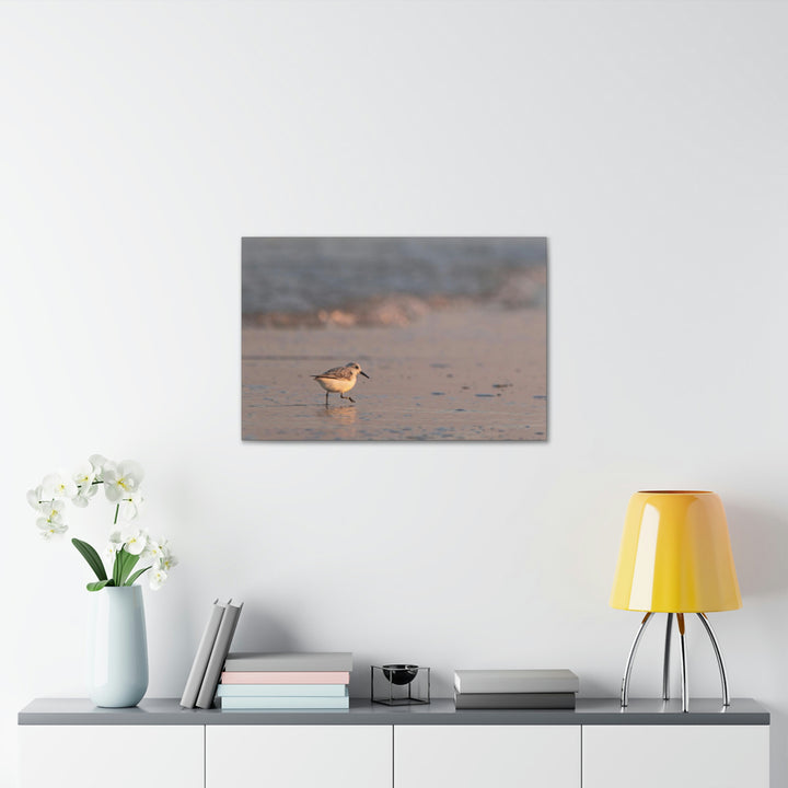 Sanderling in Soft Dusk Light - Canvas