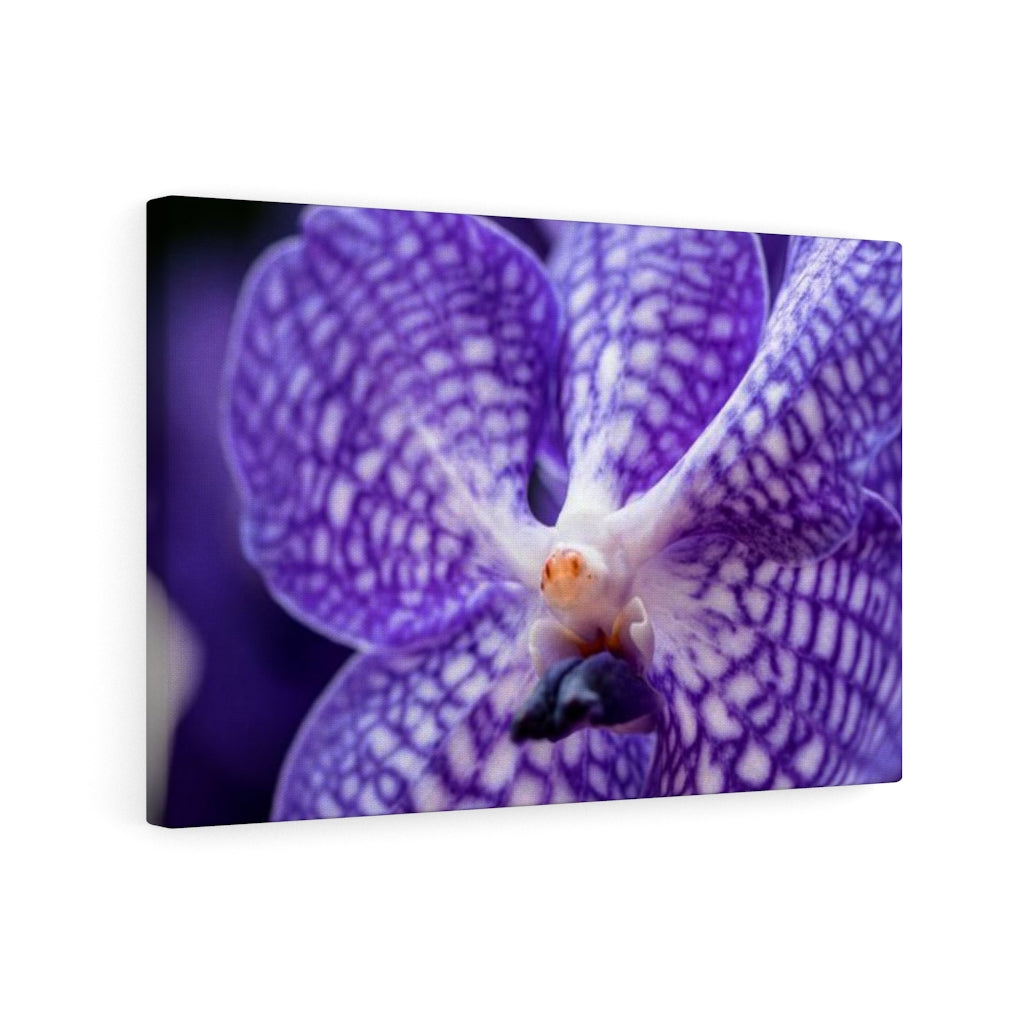 Orchid Detail - Canvas