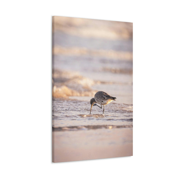 Willet Itch - Canvas