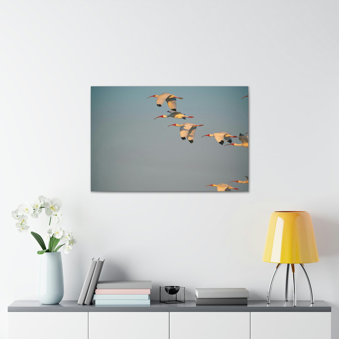 White Ibis in Flight - Canvas