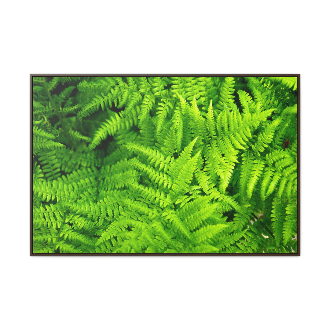 Ferns, Ferns, Ferns - Canvas with Frame