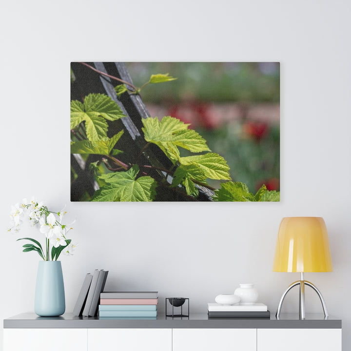 Ivy-Covered Fence - Canvas