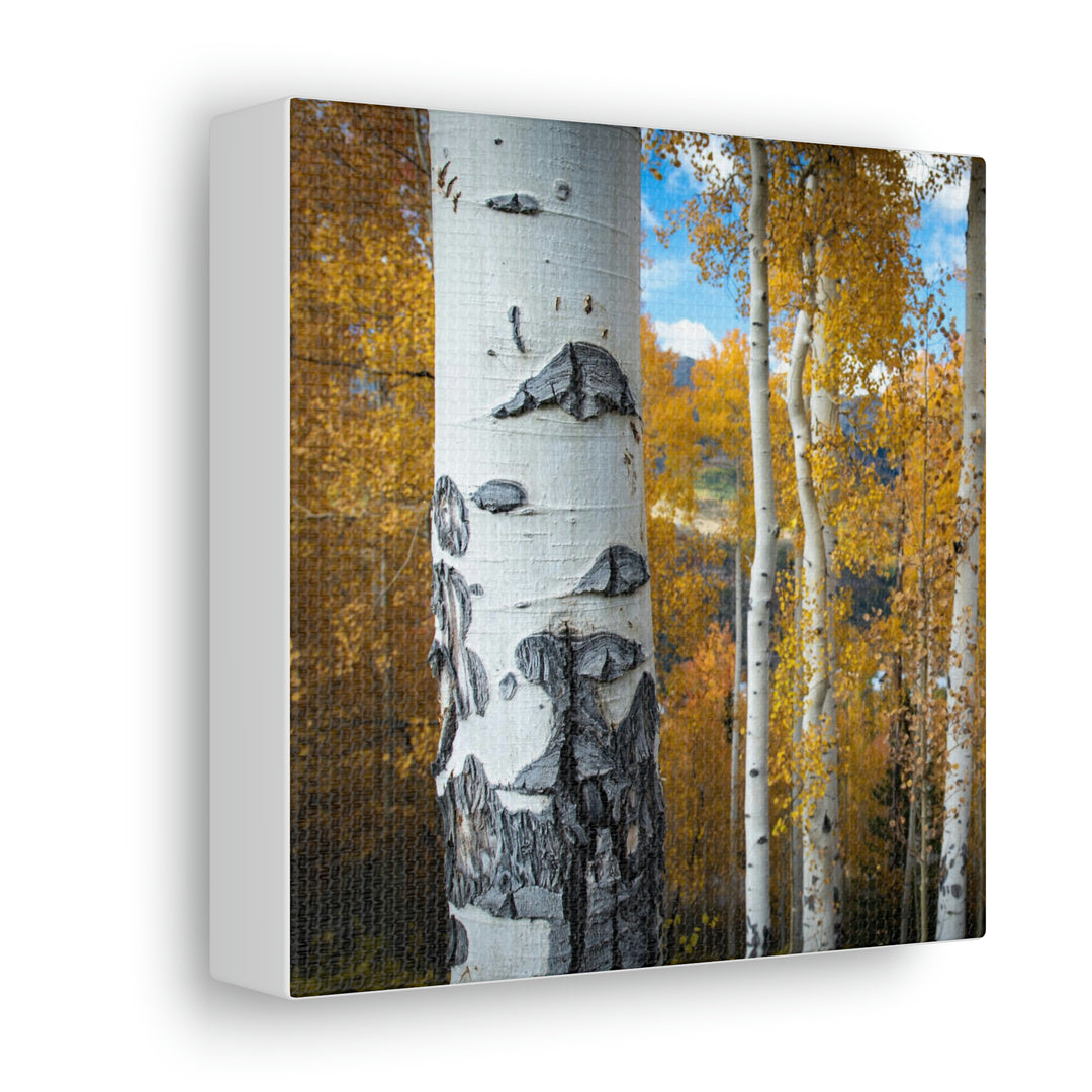 Aspens Changing - Canvas