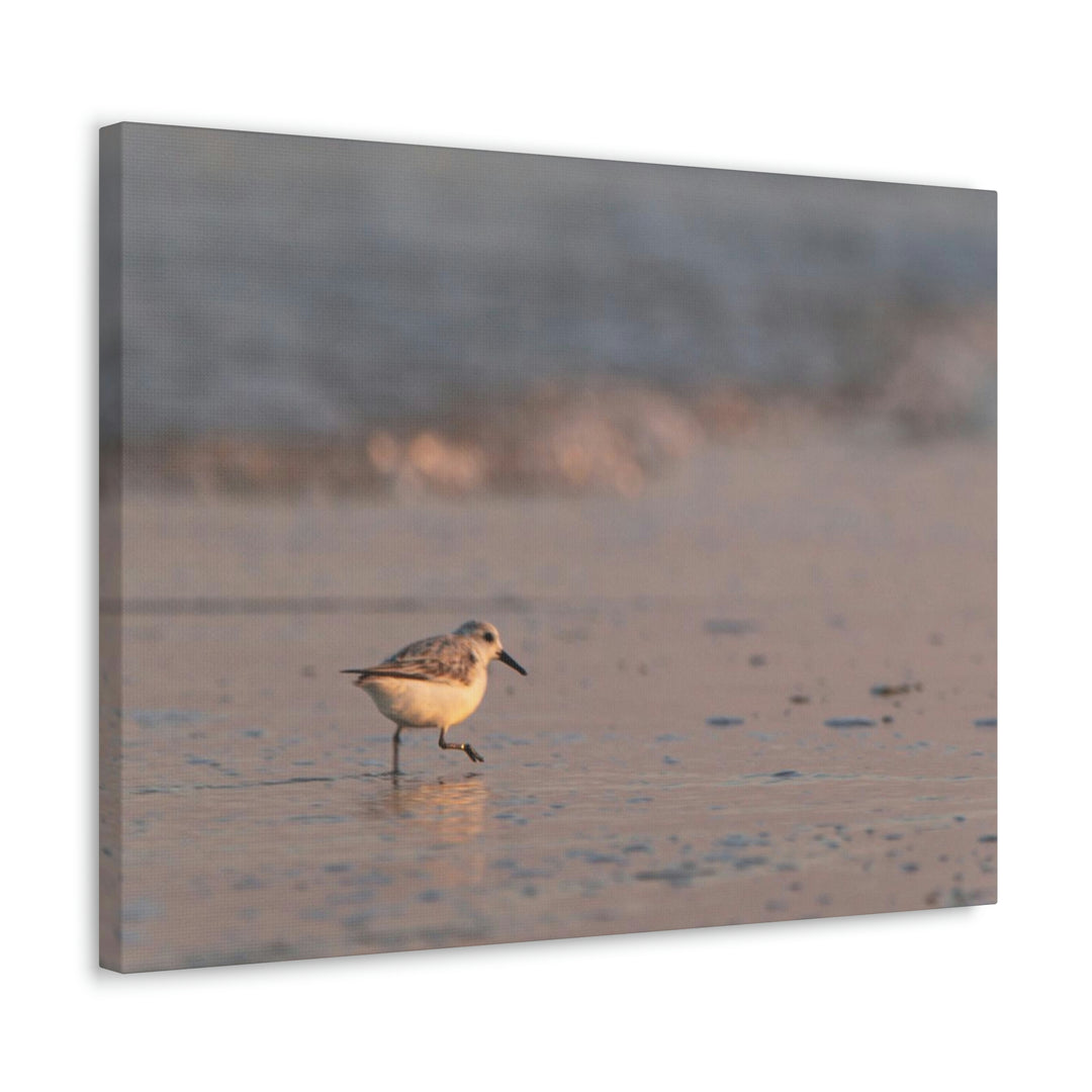 Sanderling in Soft Dusk Light - Canvas