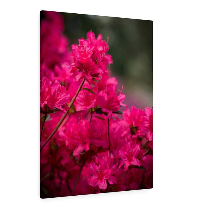 Full Bloom - Canvas