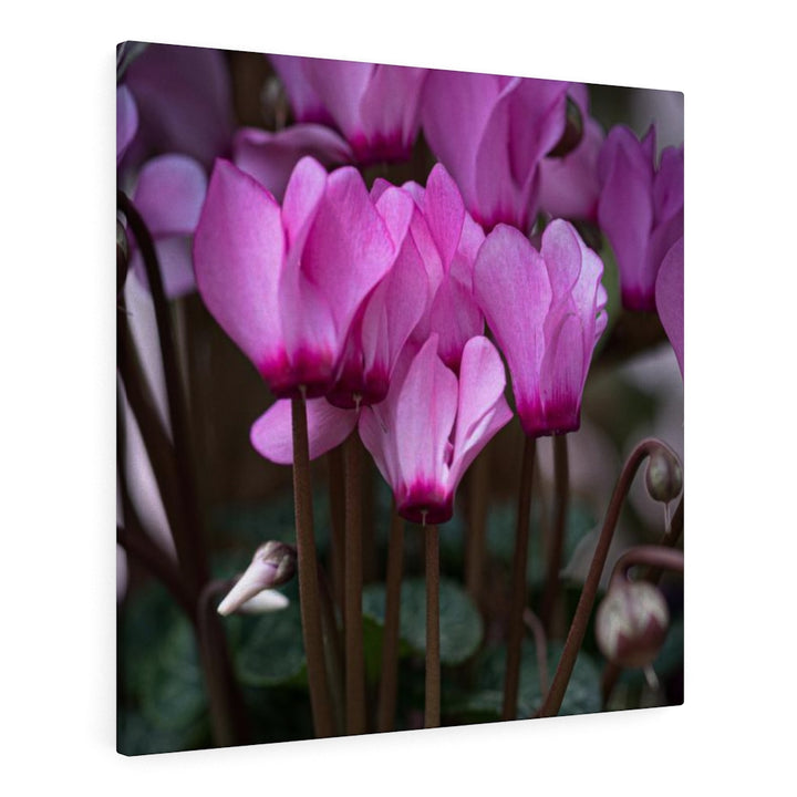 Cyclamen Reach - Canvas