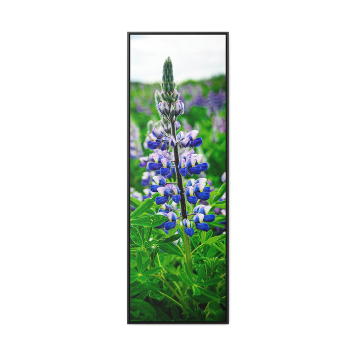 Glowing Lupin - Canvas with Frame