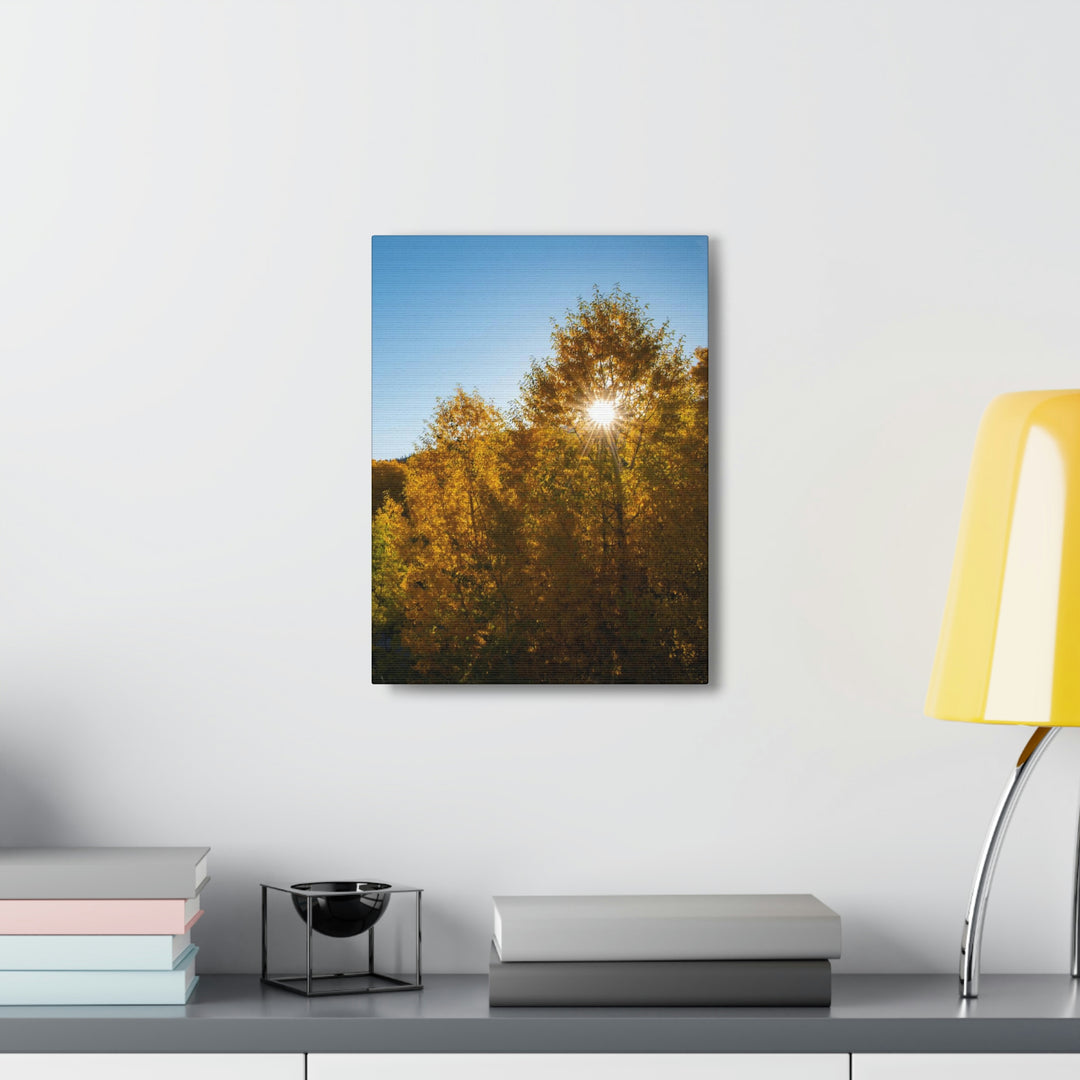 Sun Through the Aspens - Canvas