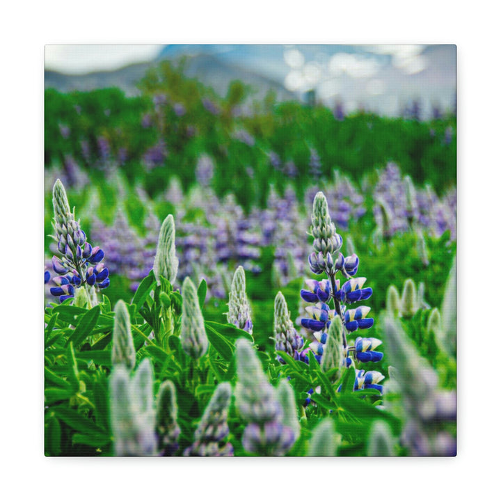 Glowing Lupin with Mountains - Canvas