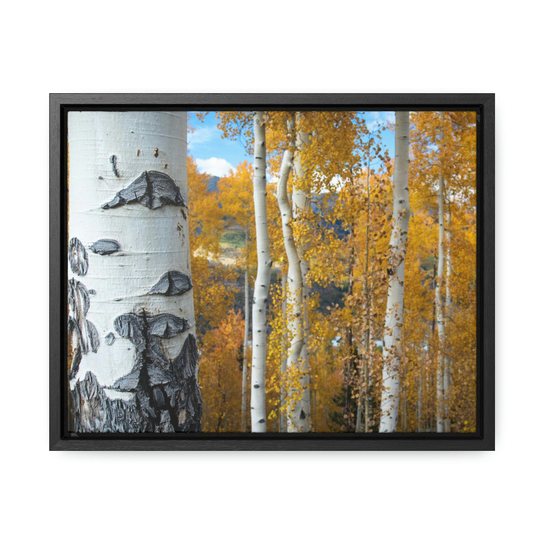 Aspens Changing - Canvas with Frame