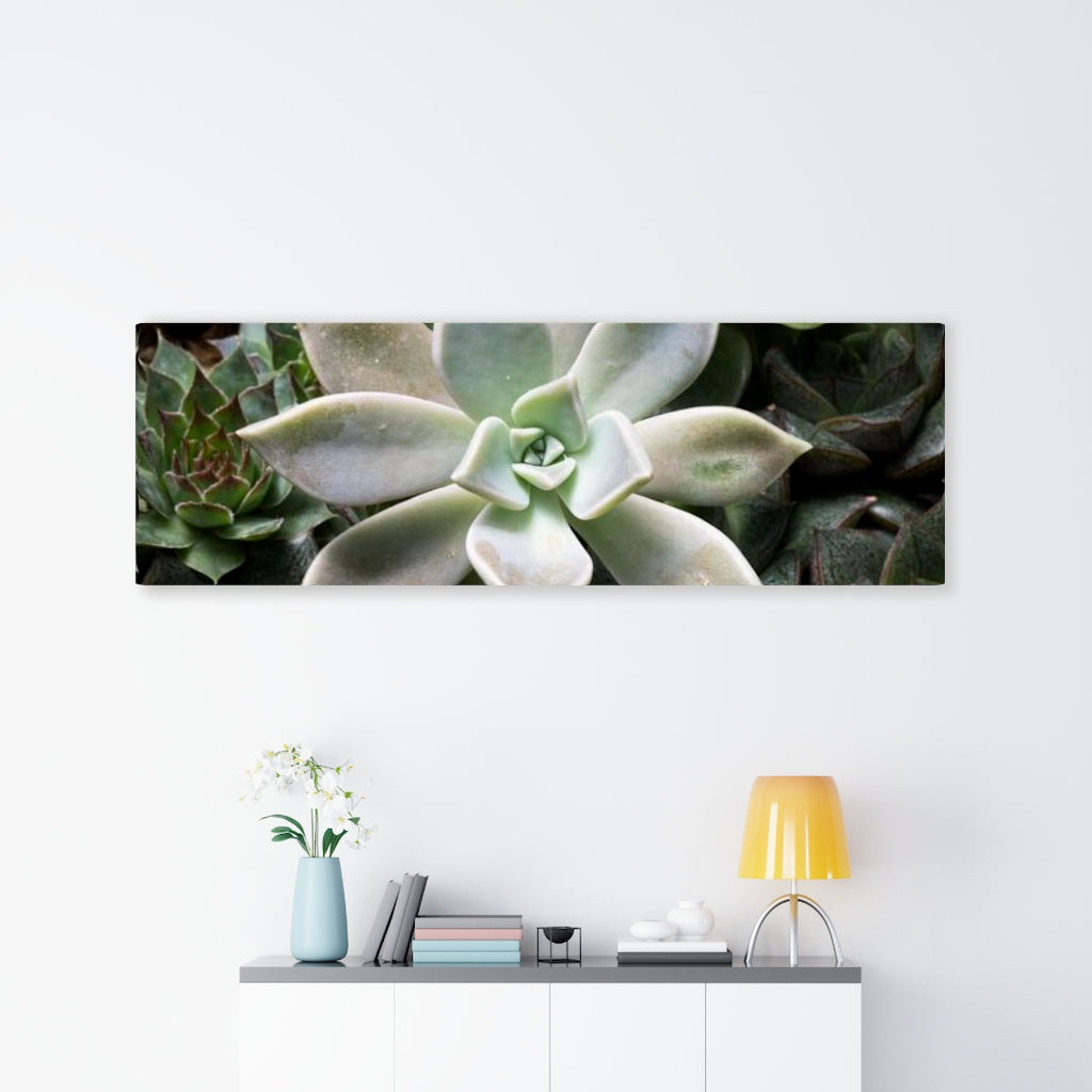 Succulent - Array - Canvas