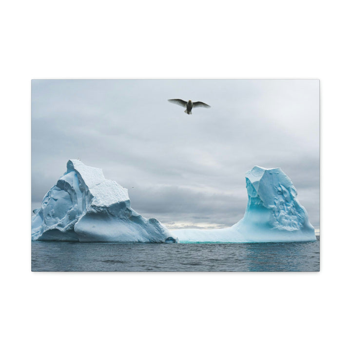 Antarctic Flight - Canvas