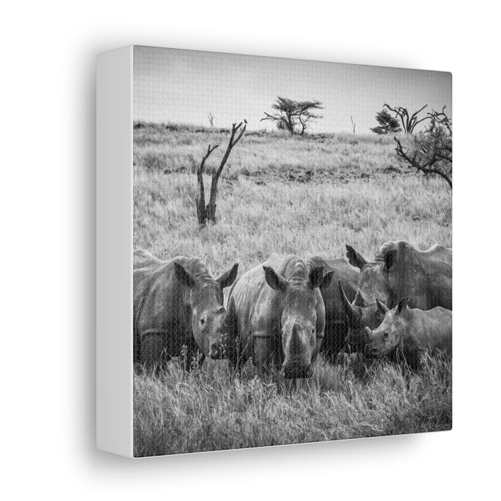 Rhino Family in Black and White - Canvas