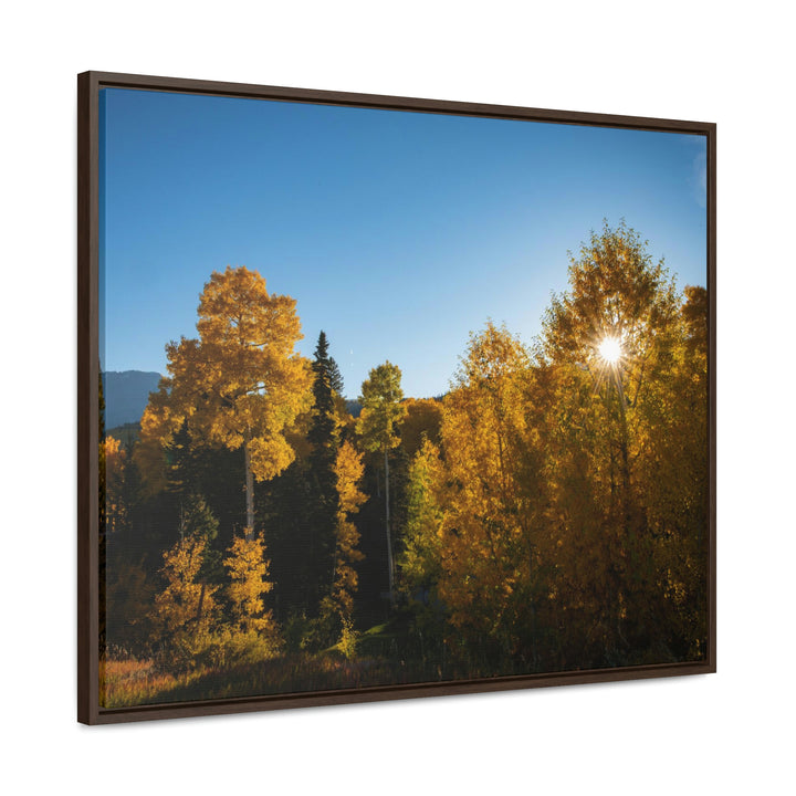 Sun Through the Aspens - Canvas with Frame