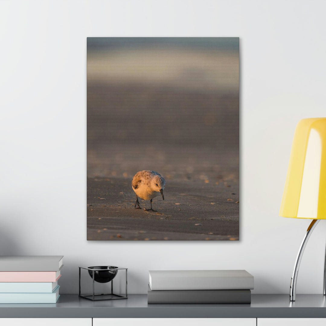 Feeding Sanderling - Canvas