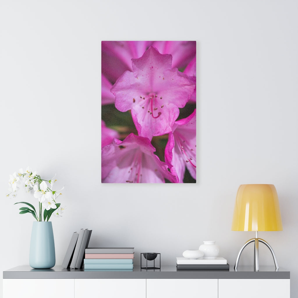 Soft Pinks - Canvas