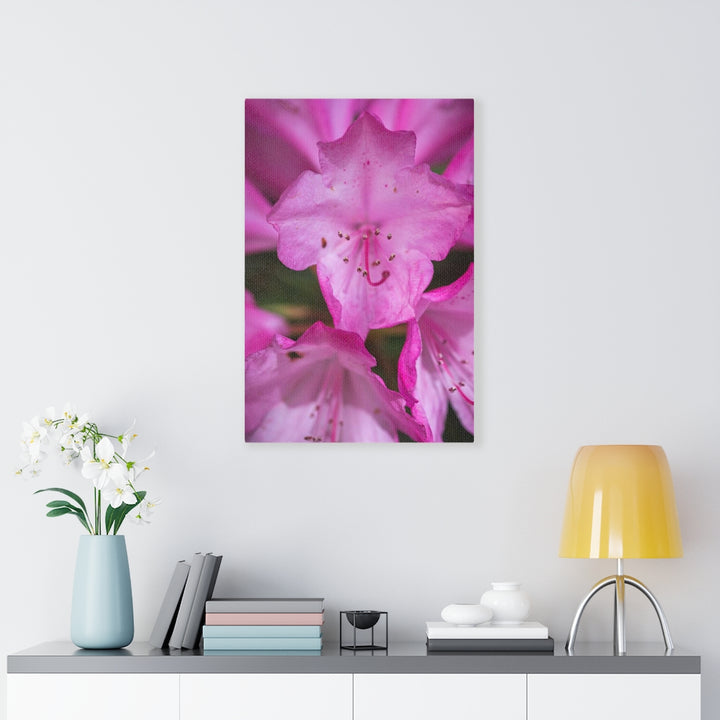 Soft Pinks - Canvas