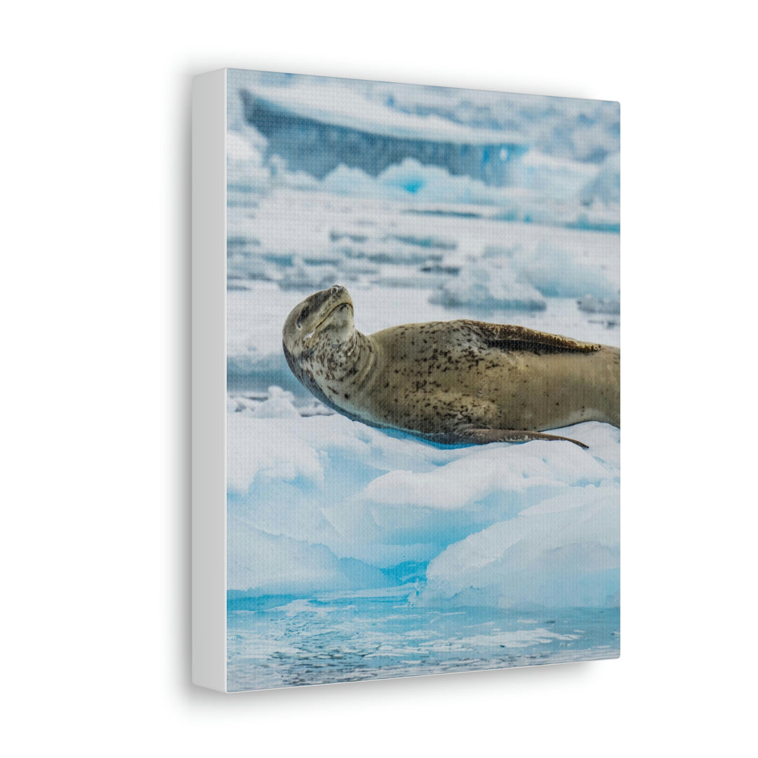 Leopard Seal Relaxing - Canvas