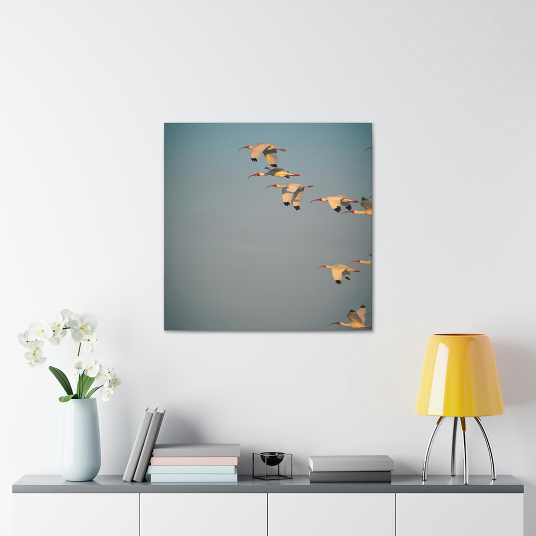 White Ibis in Flight - Canvas