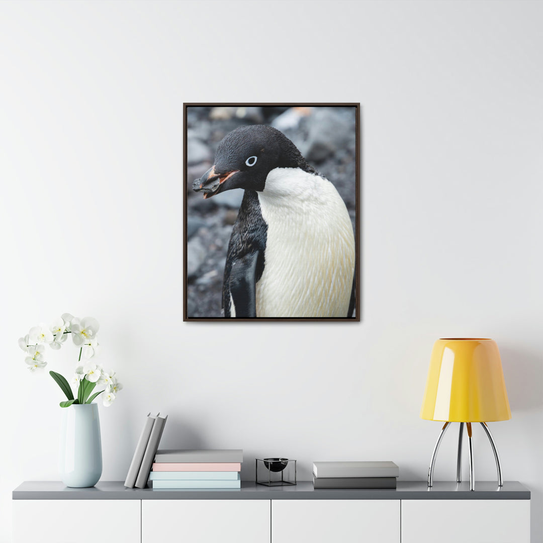 A Penguin's Pebble - Canvas with Frame