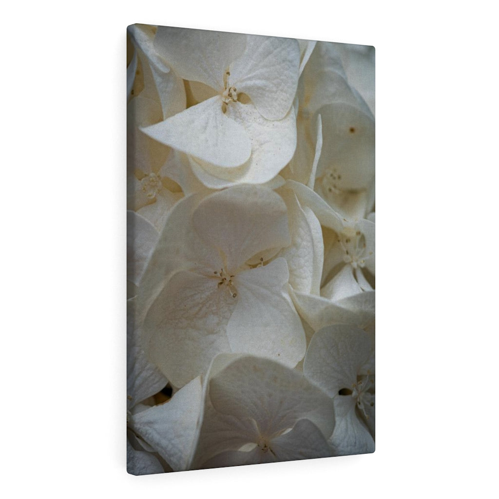 White Hydrangea Detail - Canvas