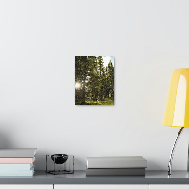 Forest Light - Canvas