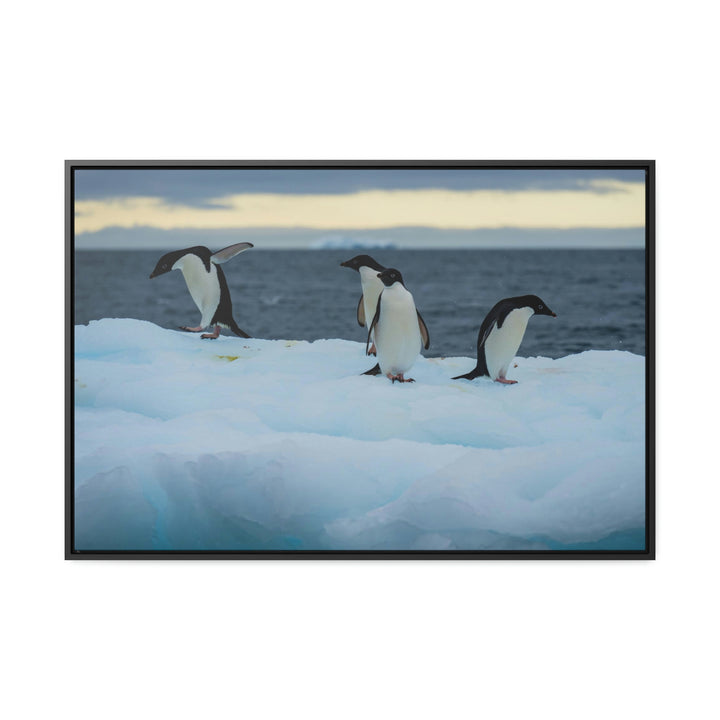 Penguin Dance - Canvas with Frame