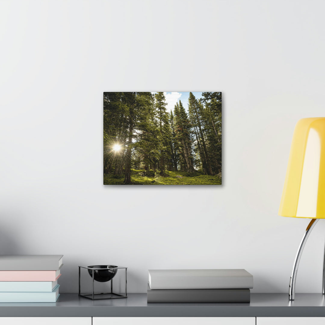 Forest Light - Canvas