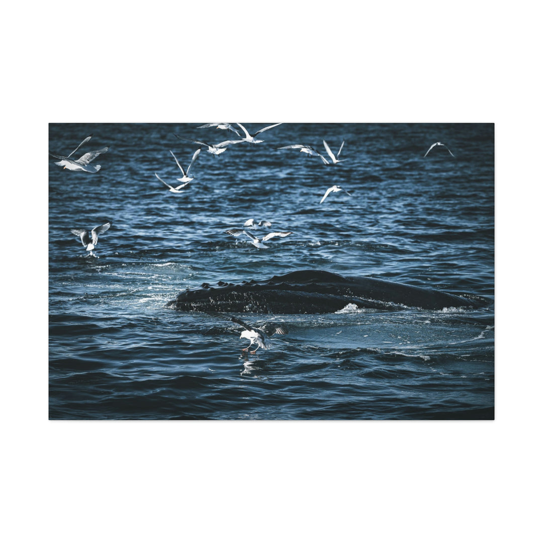 Humpback Hello - Canvas