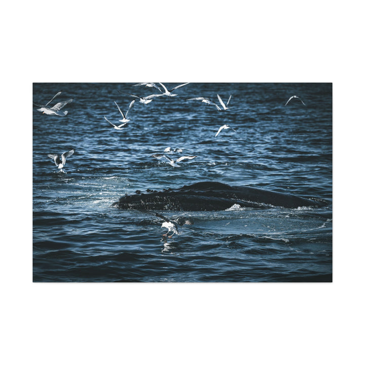 Humpback Hello - Canvas