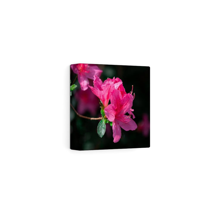 Standout Azalea - Canvas