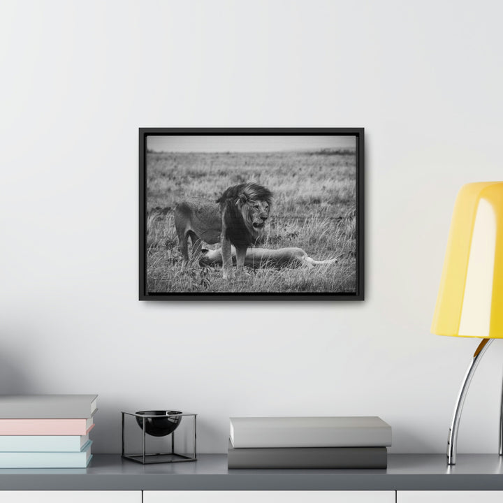 Mating Lions in Black and White - Canvas with Frame