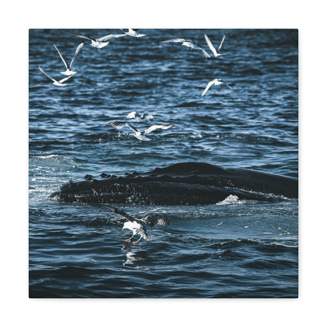 Humpback Hello - Canvas