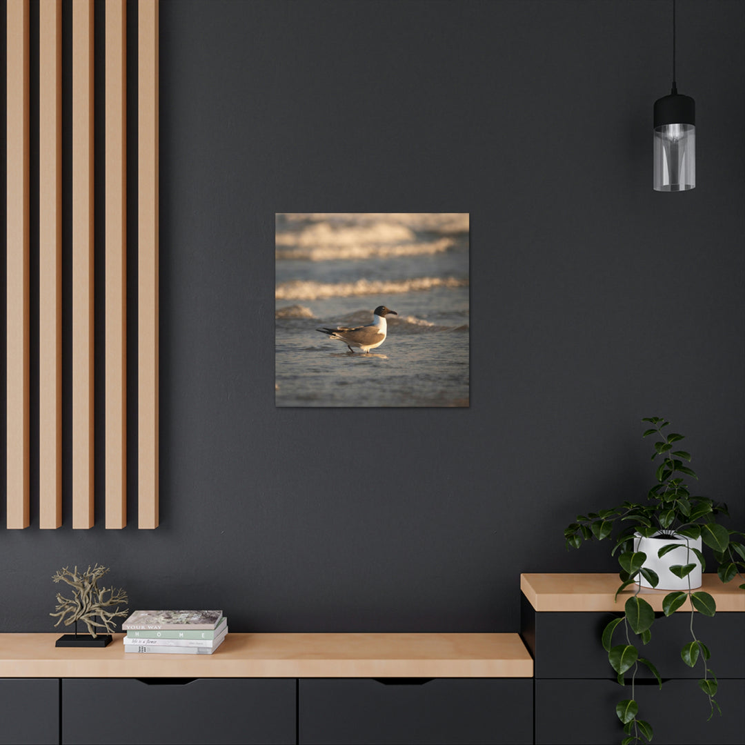 Laughing Gull in the Surf - Canvas