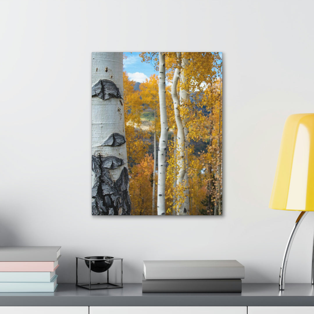 Aspens Changing - Canvas