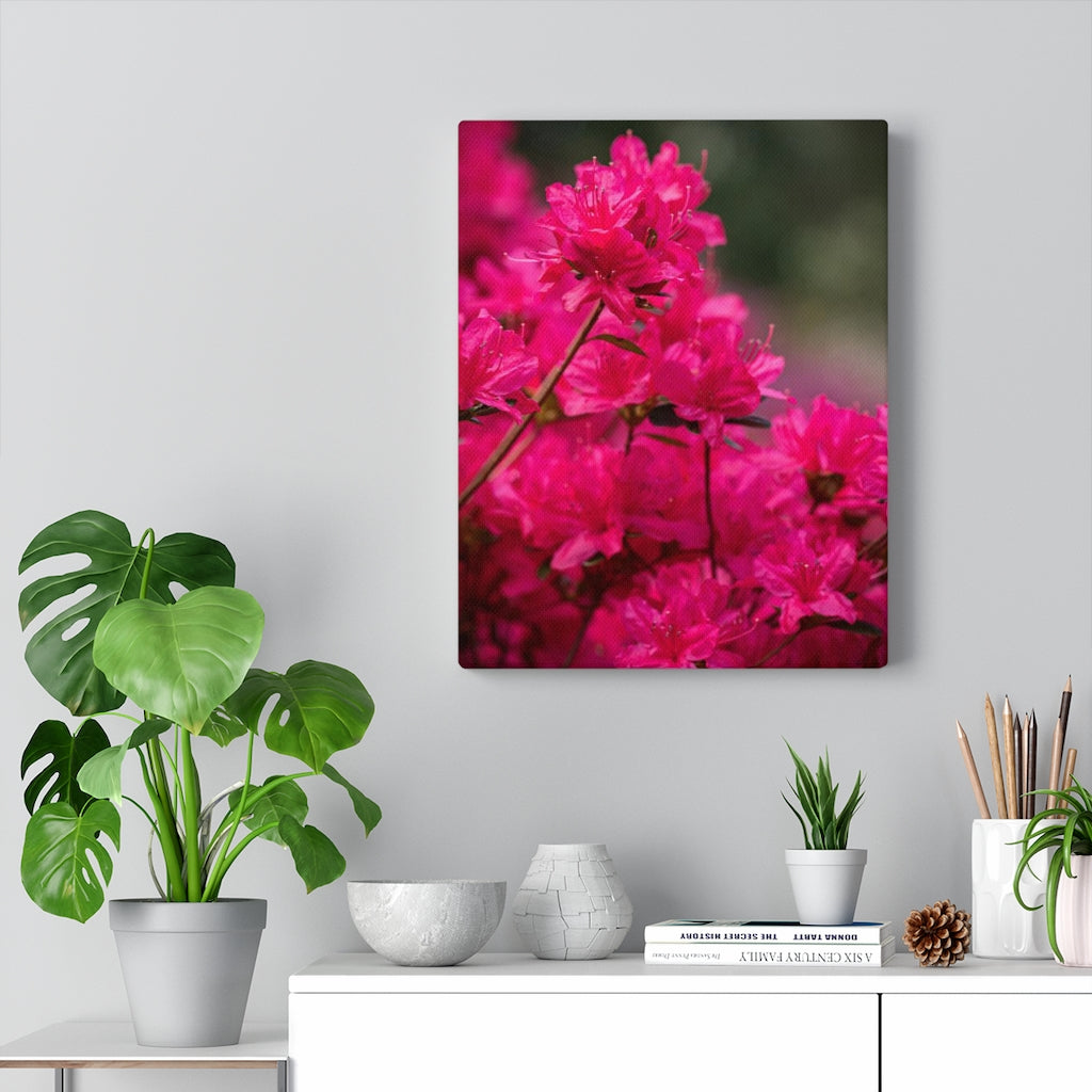 Full Bloom - Canvas