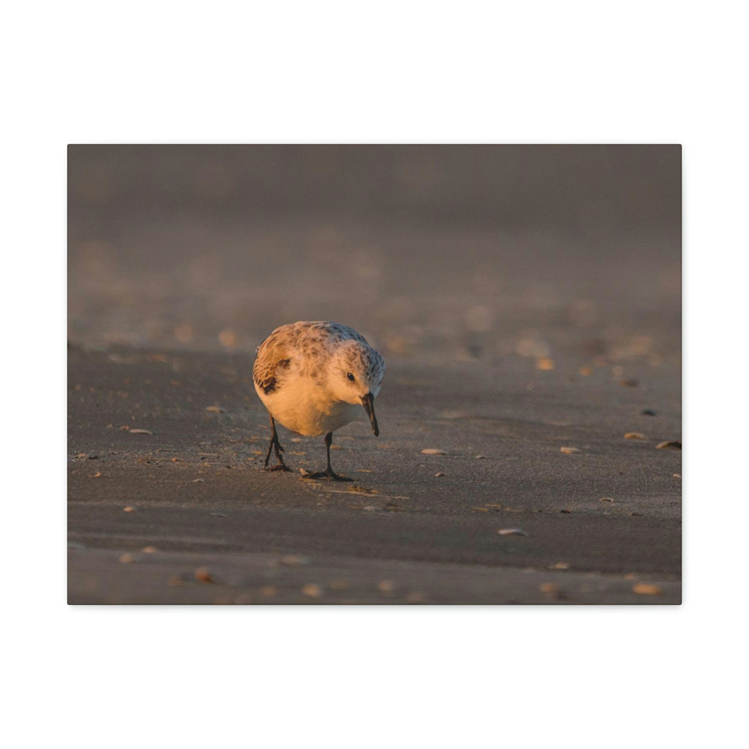 Feeding Sanderling - Canvas